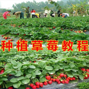 草莓种植技术全套视频教程大全科学培训方法经验大棚栽培教程资料-虚拟资料平台