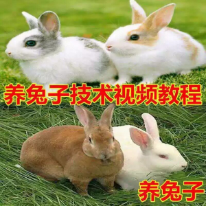 养兔子技术自学全套视频教程大全兔子养殖教程学畜牧养殖视频教程-虚拟资料平台