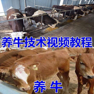 养牛养羊视频教程疾病防治挤奶牛场建设放牧饲养猪技术全套发育-虚拟资料平台