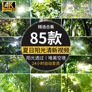 4K夏日阳光透过树叶森林空境升格大自然唯美清新绿叶实拍视频素材-虚拟资料平台